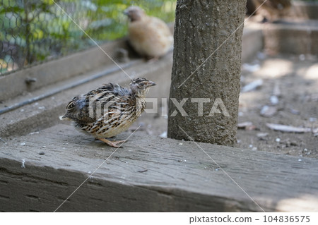 Quail-Sagamihara Asamizo Park Fureai Animal Square- 104836575