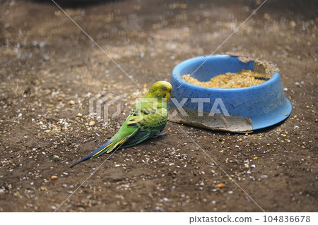Budgerigar-Sagamihara Asamizo Park Fureai Animal Square- 104836678