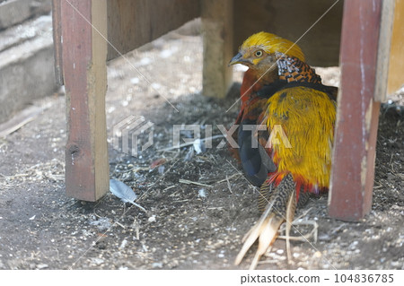 雄金雉～相模原淺水公園親合動物廣場～ 104836785