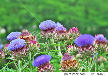 Blue artichoke flowers and fruit (summer, June) 104836872