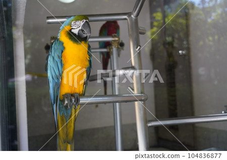 藍黃金剛鸚鵡-相模原麻三造公園Fureai動物廣場- 104836877