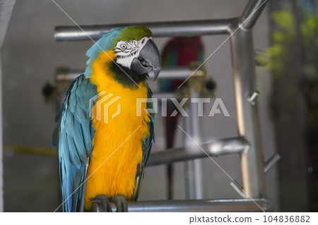 Blue-and-yellow macaw-Sagamihara Asamizo Park Fureai Animal Square- Blue-and-yellow macaw-Sagamihara Asamizo Park Fureai Animal Square- 104836882