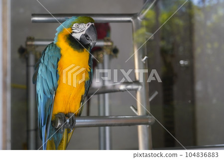Blue-and-yellow macaw-Sagamihara Asamizo Park Fureai Animal Square- Blue-and-yellow macaw-Sagamihara Asamizo Park Fureai Animal Square- 104836883