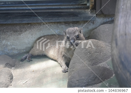 Cape Hilux ~ Sagamihara Asamizo Park Fureai Animal Square ~ 104836967