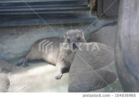 Cape Hilux ~ Sagamihara Asamizo Park Fureai Animal Square ~ 104836968