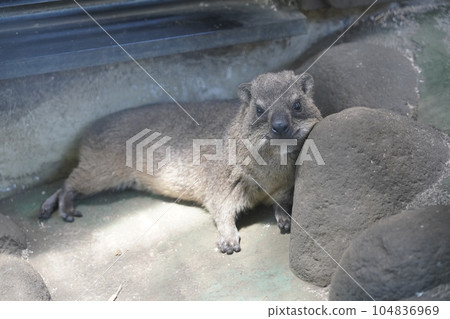 Cape Hilux ~ Sagamihara Asamizo Park Fureai Animal Square ~ 104836969