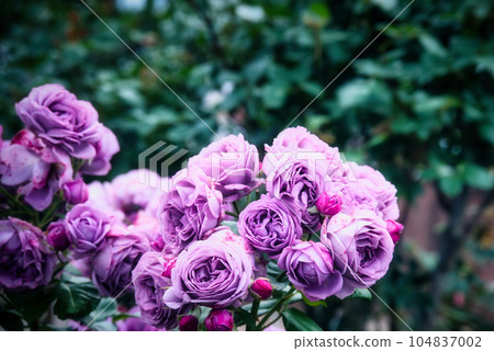 A holiday where you can relax and enjoy the colorful roses A holiday where you can relax and enjoy the colorful roses 104837002