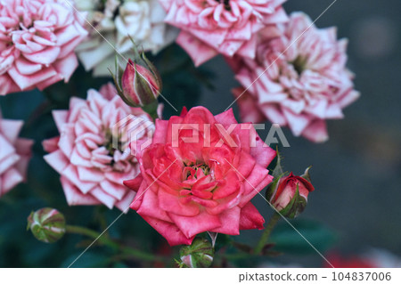 A holiday where you can relax and enjoy the colorful roses A holiday where you can relax and enjoy the colorful roses 104837006