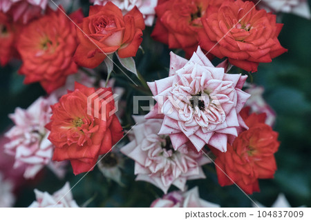 A holiday where you can relax and enjoy the colorful roses A holiday where you can relax and enjoy the colorful roses 104837009