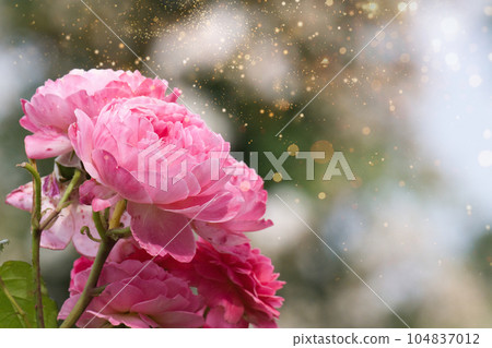 A holiday where you can relax and enjoy the colorful roses A holiday where you can relax and enjoy the colorful roses 104837012