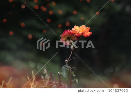 A holiday where you can relax and enjoy the colorful roses A holiday where you can relax and enjoy the colorful roses 104837013