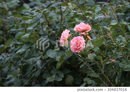 A holiday where you can relax and enjoy the colorful roses A holiday where you can relax and enjoy the colorful roses 104837016