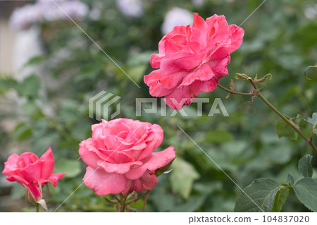 A holiday where you can relax and enjoy the colorful roses 104837020