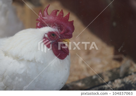 Chickens ~ Sagamihara Asamizo Park Fureai Animal Square ~ 104837063