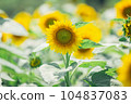 [Summer material] Sunflower field under the hot summer sun 104837083