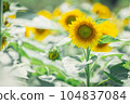 [Summer material] Sunflower field under the hot summer sun 104837084