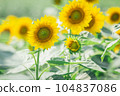 [Summer material] Sunflower field under the hot summer sun 104837086