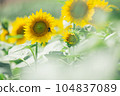 [Summer material] Sunflower field under the hot summer sun 104837089