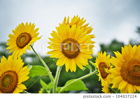 黃色向日葵花(夏季,六月) 黃色向日葵花(夏季,六月) 104837224