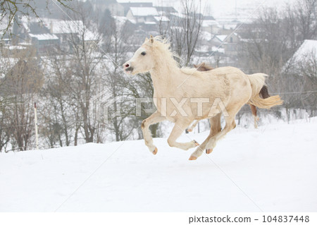 Nice pony running in winter 104837448
