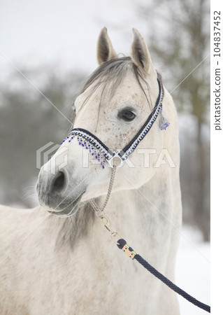 Amazing white arabian horse in winter 104837452