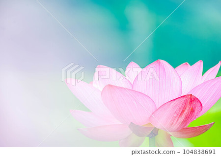 Mysterious lotus flower Mysterious lotus flower 104838691
