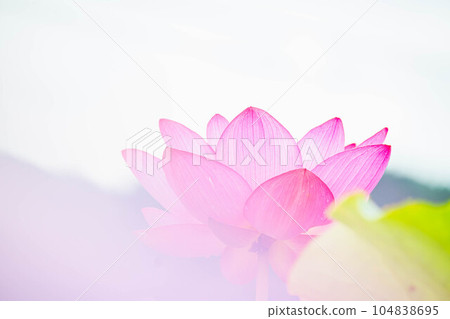 beautiful lotus flower in early summer 104838695
