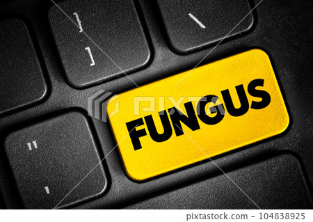 Fungus is any member of the group of eukaryotic organisms that includes microorganisms such as yeasts and molds, text button on keyboard, concept background Fungus is any member of the group of eukaryotic organisms that includes microorganisms such as yeasts and molds, text button on keyboard, concept background 104838925
