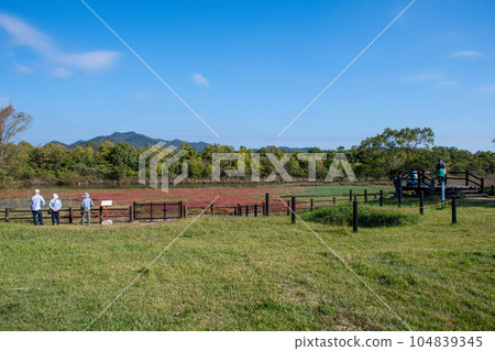 岡山縣淺口市賴島町的野生海蓬子 岡山縣淺口市賴島町的野生海蓬子 104839345
