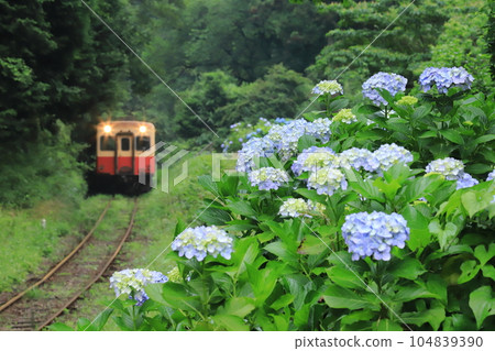 小湊鐵道“深山鐵軌和普通列車上盛開的繡球花” 小湊鐵道“深山鐵軌和普通列車上盛開的繡球花” 104839390