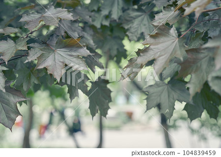 Selective focus on fresh green leaves, maple branches on a green background. Unfocused background in the background with space to copy. High quality photo Selective focus on fresh green leaves, maple branches on a green background. Unfocused background in the background with space to copy. High quality photo 104839459