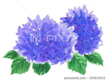 水彩繡球花23711pix7 104839552