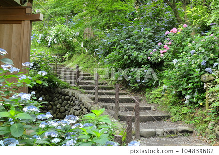 A temple with hydrangeas Takahata Fudoson, Hino City A temple with hydrangeas Takahata Fudoson, Hino City 104839682