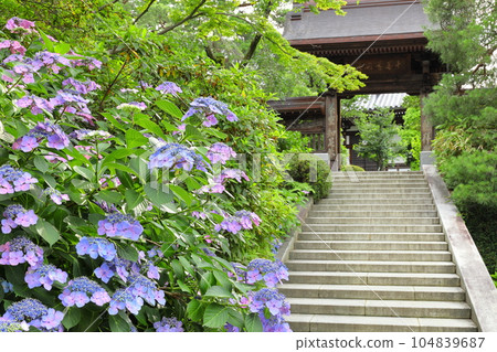 A temple with hydrangeas Takahata Fudoson, Hino City 104839687