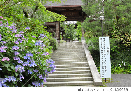 繡球花的寺廟 日野市高畠不動尊 繡球花的寺廟 日野市高畠不動尊 104839689