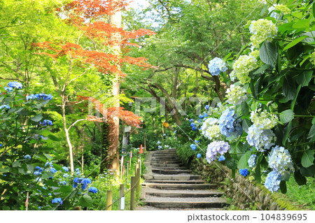 A temple with hydrangeas Takahata Fudoson, Hino City 104839695