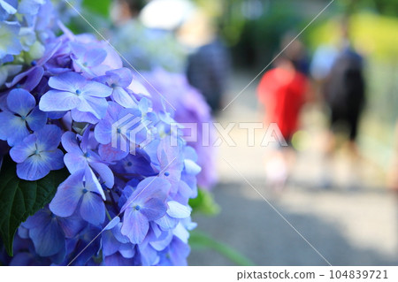 A temple with hydrangeas Takahata Fudoson, Hino City 104839721