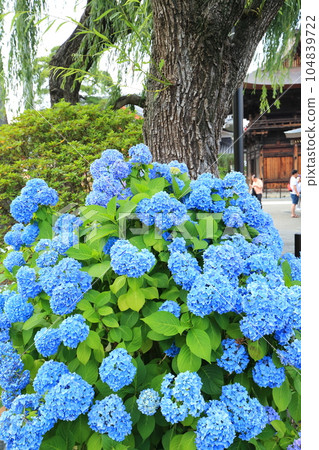 繡球花的寺廟 日野市高畠不動尊 104839722