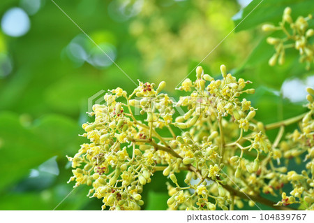 Buds and flowers of cream-colored Aogiri (Summer, June) 104839767