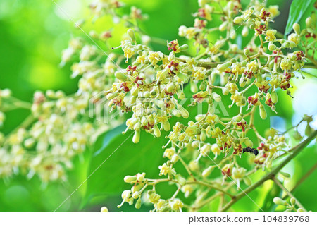 Buds and flowers of cream-colored Aogiri (Summer, June) 104839768