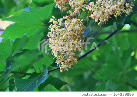 Buds and flowers of cream-colored Aogiri (Summer, June) Buds and flowers of cream-colored Aogiri (Summer, June) 104839899