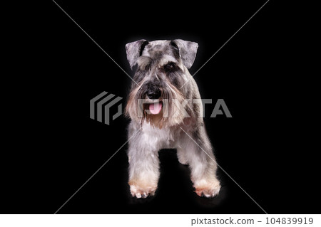 Miniature Schnauzer after grooming. Photo on a black background Miniature Schnauzer after grooming. Photo on a black background 104839919