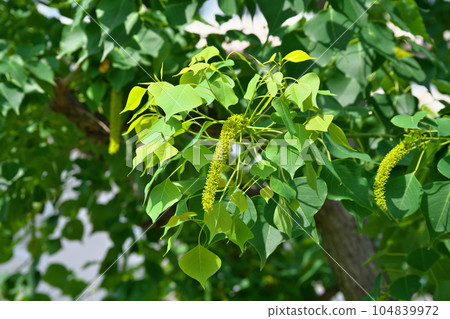 黃色南京蝦虎魚花(夏季,七月) 黃色南京蝦虎魚花(夏季,七月) 104839972