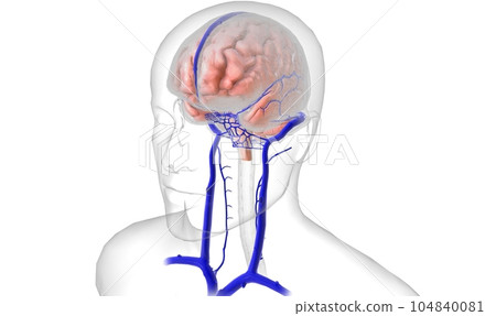 vascular system to the brain 104840081
