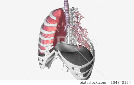 Lower respiratory tract bronchi and lungs Lower respiratory tract bronchi and lungs 104840134