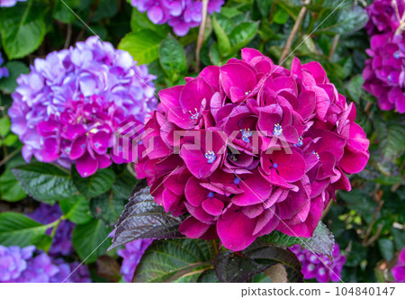 Bright purple hydrangea macrophylla or hortensia flower head closeup 104840147