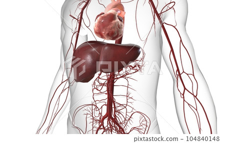 The Liver is Role with Cholesterol 104840148