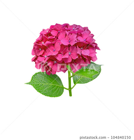 Red hydrangea macrophylla or hortensia flower head closeup isolated on white. 104840150