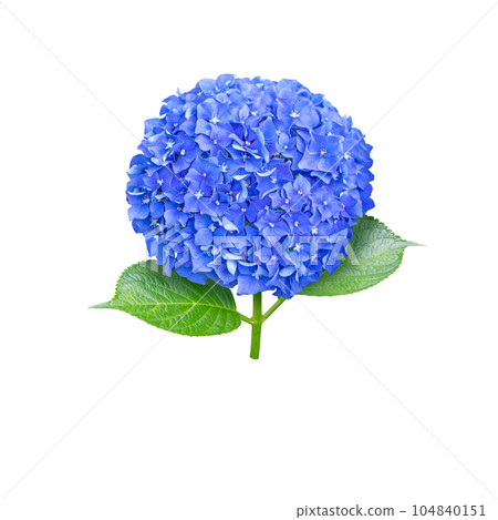 Blue hydrangea macrophylla or hortensia flower head closeup isolated on white. Blue hydrangea macrophylla or hortensia flower head closeup isolated on white. 104840151