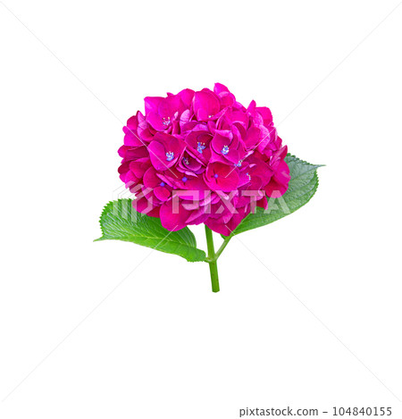 Bright purple hydrangea macrophylla or hortensia flower head closeup isolated on white. Bright purple hydrangea macrophylla or hortensia flower head closeup isolated on white. 104840155